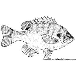 着色页: 鱼 (动物) #17211 - 免费可打印着色页