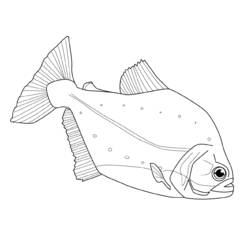 着色页: 鱼 (动物) #17213 - 免费可打印着色页