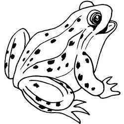 着色页: 青蛙 (动物) #7570 - 免费可打印着色页
