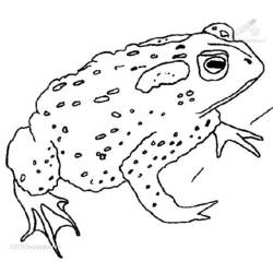 着色页: 青蛙 (动物) #7597 - 免费可打印着色页