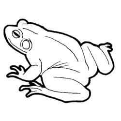 着色页: 青蛙 (动物) #7653 - 免费可打印着色页