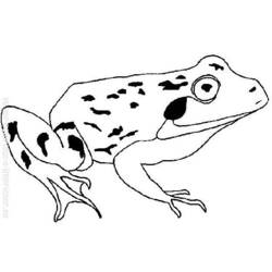 着色页: 青蛙 (动物) #7733 - 免费可打印着色页