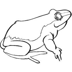着色页: 青蛙 (动物) #7758 - 免费可打印着色页