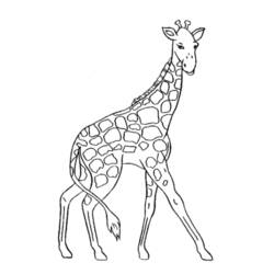 着色页: 长颈鹿 (动物) #7220 - 免费可打印着色页