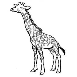 着色页: 长颈鹿 (动物) #7223 - 免费可打印着色页