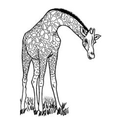 着色页: 长颈鹿 (动物) #7234 - 免费可打印着色页
