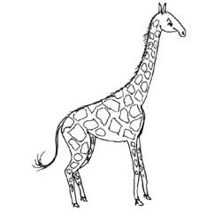 着色页: 长颈鹿 (动物) #7235 - 免费可打印着色页