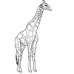 着色页: 长颈鹿 (动物) #7268 - 免费可打印着色页