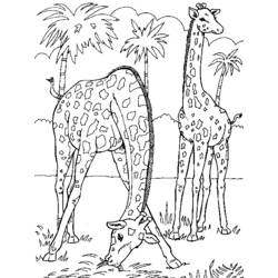 着色页: 长颈鹿 (动物) #7277 - 免费可打印着色页