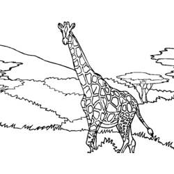 着色页: 长颈鹿 (动物) #7305 - 免费可打印着色页