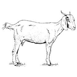 着色页: 山羊 (动物) #2370 - 免费可打印着色页