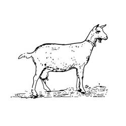 着色页: 山羊 (动物) #2376 - 免费可打印着色页