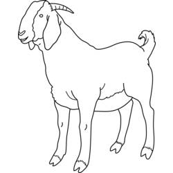 着色页: 山羊 (动物) #2381 - 免费可打印着色页