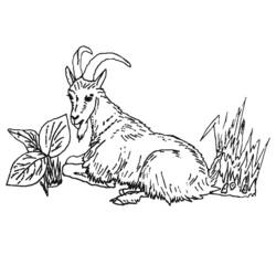着色页: 山羊 (动物) #2418 - 免费可打印着色页