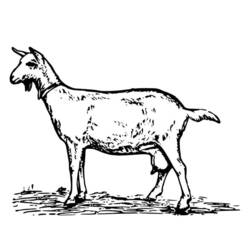 着色页: 山羊 (动物) #2465 - 免费可打印着色页