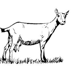 着色页: 山羊 (动物) #2478 - 免费可打印着色页