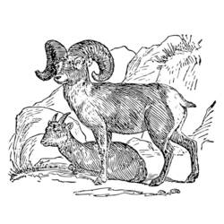 着色页: 山羊 (动物) #2483 - 免费可打印着色页