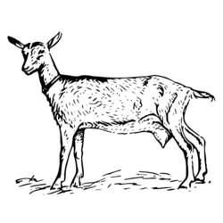 着色页: 山羊 (动物) #2508 - 免费可打印着色页