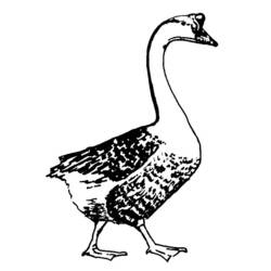 着色页: 鹅 (动物) #11653 - 免费可打印着色页