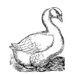 着色页: 鹅 (动物) #11678 - 免费可打印着色页