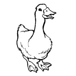 着色页: 鹅 (动物) #11696 - 免费可打印着色页