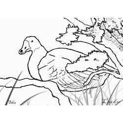 着色页: 鹅 (动物) #11725 - 免费可打印着色页