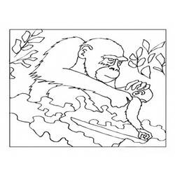 着色页: 大猩猩 (动物) #7512 - 免费可打印着色页