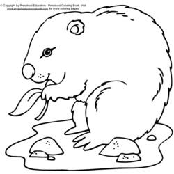 着色页: 土拨鼠 (动物) #10899 - 免费可打印着色页