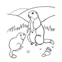 着色页: 土拨鼠 (动物) #10990 - 免费可打印着色页