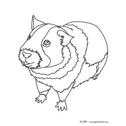 着色页: 豚鼠 (动物) #18493 - 免费可打印着色页