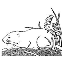 着色页: 豚鼠 (动物) #18494 - 免费可打印着色页