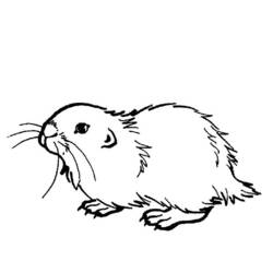 着色页: 豚鼠 (动物) #18496 - 免费可打印着色页