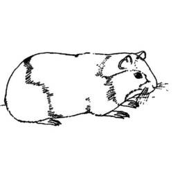 着色页: 豚鼠 (动物) #18497 - 免费可打印着色页