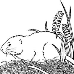 着色页: 豚鼠 (动物) #18499 - 免费可打印着色页