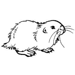 着色页: 豚鼠 (动物) #18512 - 免费可打印着色页