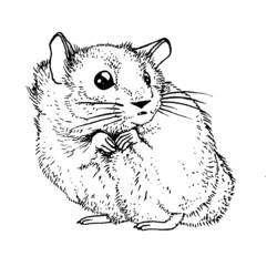 着色页: 仓鼠 (动物) #8042 - 免费可打印着色页
