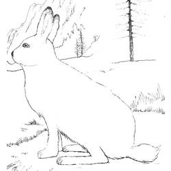 着色页: 野兔 (动物) #10079 - 免费可打印着色页