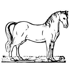 着色页: 马 (动物) #2176 - 免费可打印着色页