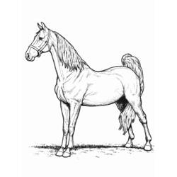 着色页: 马 (动物) #2184 - 免费可打印着色页