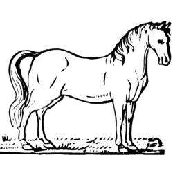 着色页: 马 (动物) #2198 - 免费可打印着色页