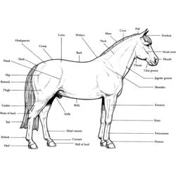 着色页: 马 (动物) #2215 - 免费可打印着色页