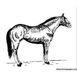 着色页: 马 (动物) #2243 - 免费可打印着色页
