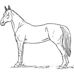 着色页: 马 (动物) #2256 - 免费可打印着色页