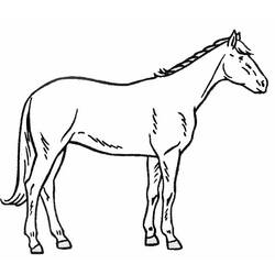 着色页: 马 (动物) #2278 - 免费可打印着色页