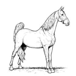 着色页: 马 (动物) #2355 - 免费可打印着色页