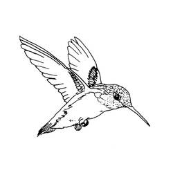着色页: 蜂鸟 (动物) #3783 - 免费可打印着色页