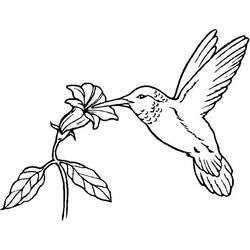 着色页: 蜂鸟 (动物) #3786 - 免费可打印着色页