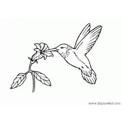 着色页: 蜂鸟 (动物) #3793 - 免费可打印着色页