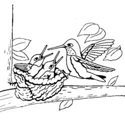 着色页: 蜂鸟 (动物) #3796 - 免费可打印着色页