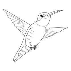 着色页: 蜂鸟 (动物) #3819 - 免费可打印着色页
